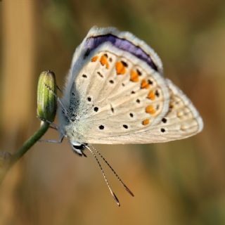 okgzl Mavi (Polyommatus icarus)