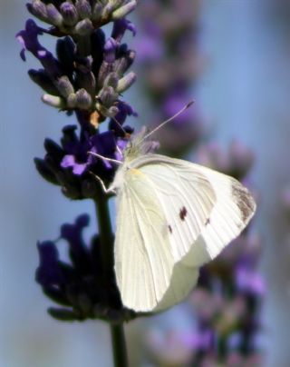 Kk Beyazmelek (Pieris rapae)