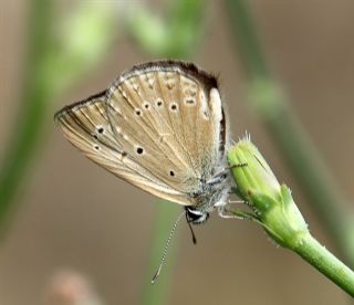 Anormal okgzl (Polyommatus admetus)