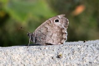 Aa Karamelei (Hipparchia statilinus)