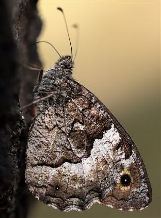Byk Karamelek (Hipparchia syriaca)