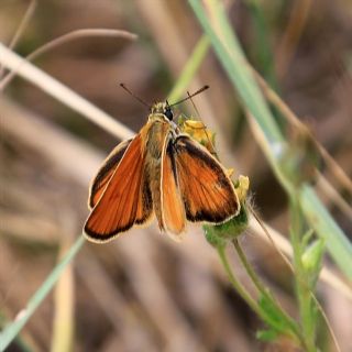 Siyah Antenli Zpzp (Thymelicus lineolus)