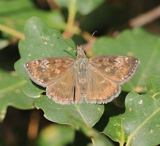 Pasl Zpzp (Erynnis tages)