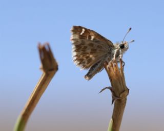 Hatmi Zpzp (Carcharodus alceae)