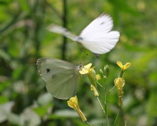 Yalanc Beyazmelek (Pieris pseudorapae)