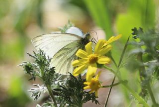 Yalanc Beyazmelek (Pieris pseudorapae)