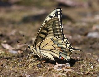 Krlangkuyruk (Papilio machaon)