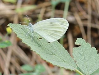 Narin Orman Beyaz (Leptidea sinapis)