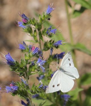 Kk Beyazmelek (Pieris rapae)