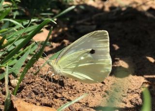 Kk Beyazmelek (Pieris rapae)