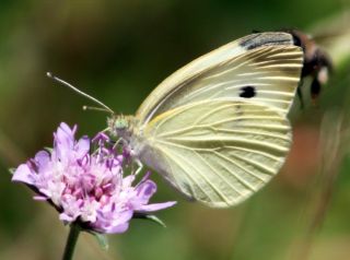 Kk Beyazmelek (Pieris rapae)