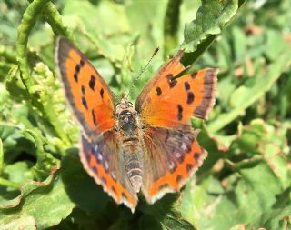 Benekli Bakr Gzeli (Lycaena phlaeas)