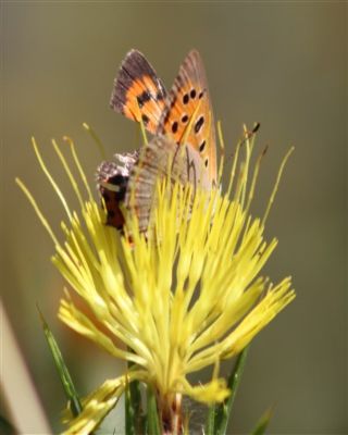 Benekli Bakr Gzeli (Lycaena phlaeas)