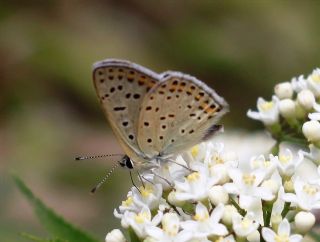 sli Bakr Gzeli (Lycaena tityrus)