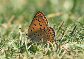 Kk Ate Gzeli (Lycaena thersamon)