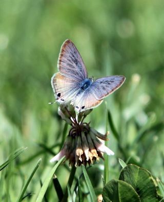 Lampides (Lampides boeticus)
