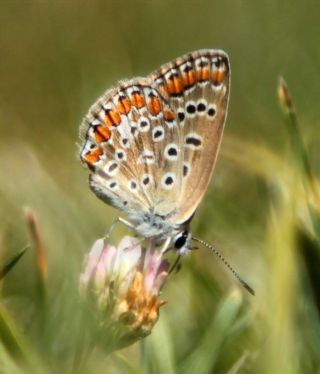 okgzl Mavi (Polyommatus icarus)