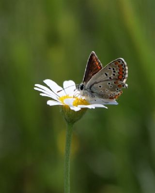 okgzl Esmer (Aricia agestis)