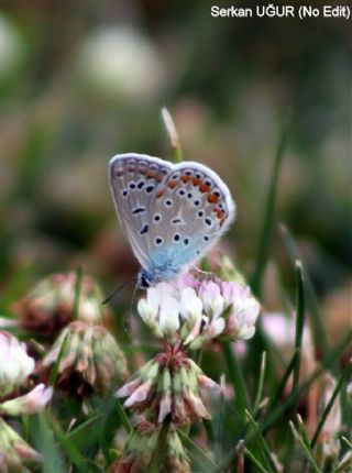 okgzl Mavi (Polyommatus icarus)