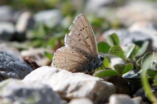 okgzl Gk Mavisi (Polyommatus bellargus)