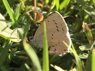 Kutsal Mavi (Celastrina argiolus)