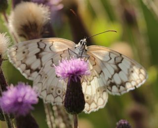 Anadolu Melikesi (Melanargia larissa)