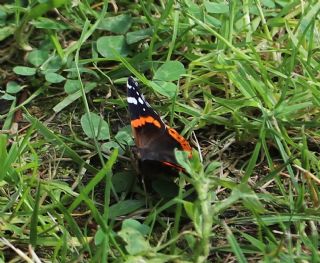 Atalanta (Vanessa atalanta)