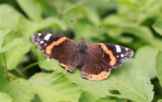 Atalanta (Vanessa atalanta)