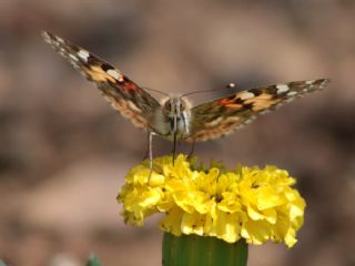 Diken Kelebei (Vanessa cardui)