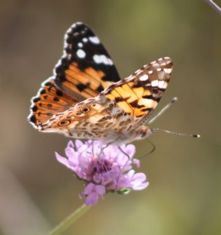 Diken Kelebei (Vanessa cardui)