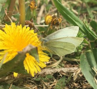 Da Beyazmelei (Pieris ergane)