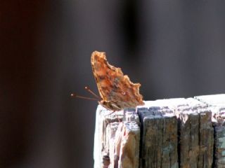 Yrtk Prtk (Inachis c-album)