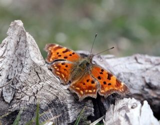 Yırtık Pırtık (Inachis c-album)