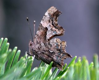 Yırtık Pırtık (Inachis c-album)