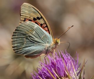 Ebegmeci Zpzp (Pyrgus malvae)