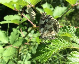 Orman Melikesi (Melanargia galathea)