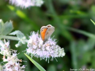 Kk Zpzp Perisi (Coenonympha pamphilus)