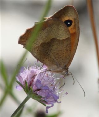 Kk Zpzp Perisi (Coenonympha pamphilus)