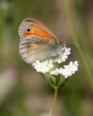 Kk Zpzp Perisi (Coenonympha pamphilus)