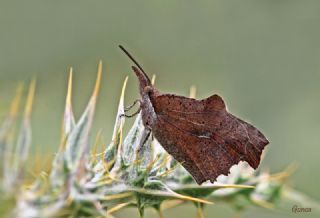 itlembik Kelebei (Libythea celtis)