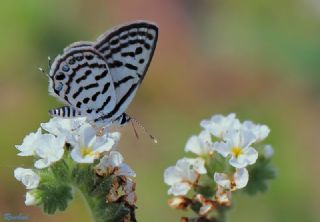 Balkan Kaplan (Tarucus balkanicus)