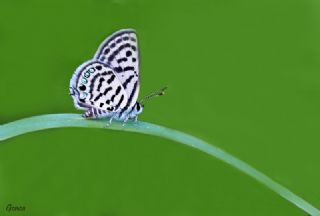 Akdeniz Hanmeli Kelebei (Limenitis reducta)