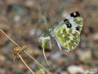 Yeni Beneklimelek (Pontia edusa)