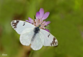 Da Oykls (Euchloe ausonia)