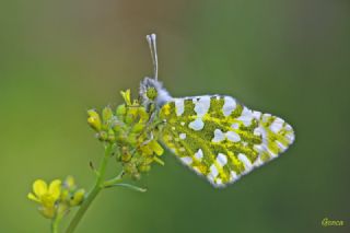 Da Oykls (Euchloe ausonia)