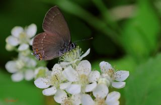 Byk Sevbeni (Satyrium ilicis)