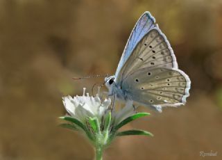 okgzl Dafnis (Polyommatus daphnis)