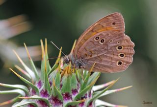 Aa Esmeri (Kirinia roxelana)