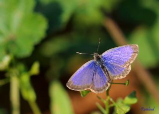 Karsandra (Zizeeria karsandra)