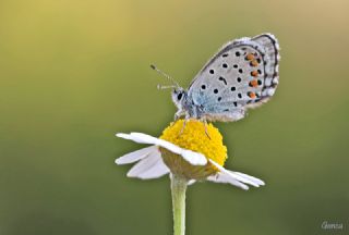 Himalaya Mavisi (Pseudophilotes vicrama)